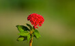 Celosia argentea flower, commonly known as the plumed cockscomb or silver cock's comb,