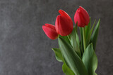 Fototapeta Tulipany - グレー背景の赤いチューリップ