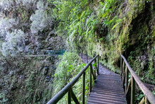 Idyllic Levada Walk In Ancient Subtropical Laurissilva Forest Of Fanal, Madeira Island, Portugal, Europe. Crossing Wooden Bridge Over Steep Cliff. Trail Along Evergreen Laurel Trees. Green Fern Plants