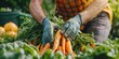 Man farmer in gloves harvesting carrots, background of garden at sunny day. Farmer holding freshly harvested organic carrots at vegetable garden. Agriculture and healthy food concept. Generative ai