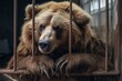 Bear locked in cage. Lonely bear in captivity behind a fence with sad look. Concept of animal rights, wildlife conservation, captivity stress, endangered species, conditions of zoos