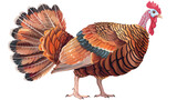 Fototapeta Pokój dzieciecy - Turkey Bird Thanksgiving Food Vector Illustration Is