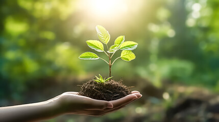 Wall Mural - Vintage effect image depicting the tender care of new life, with hands gently watering a young plant, symbolizing nurturing and growth.