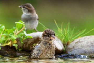 Poster -  Two house sparrows at the bird water hole. Czechia