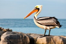A High Quality Stock Photograph Of A Single Pelican Full Body Isolated On A Sea Background