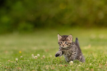 cat in the grass