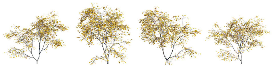 Poster - top view tree,acer ginnala tree isolate transparent background.3d rendering png