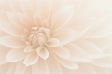 Poster - A majestic, large white flower blooms gracefully, showcasing its delicate petals in a close-up view