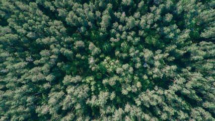 Aufkleber - Green summer forest as a background, top view from a drone