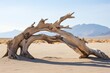 Minimalist Desert Landscape Designs: Driftwood, Undulating Landforms, Sustainable Solutions