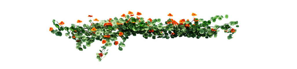 Wall Mural - Plant and flower vine green ivy leaves tropic hanging, climbing isolated on transparent background.