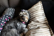 yorkshire terrier puppy relaxing on the sofa