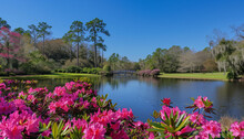 A Beautiful Garden With A Pond, A Walking Bridge, And Vibrant Pink Azaleas Under A Clear Blue Sky