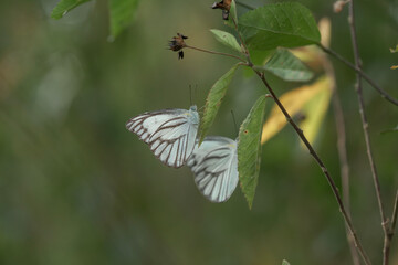 Wall Mural - Butterfly in the shrubs