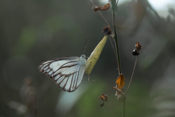 Wall Mural - Butterfly in the shrubs