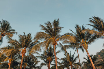 Wall Mural - Coconut trees on the beach in the evening