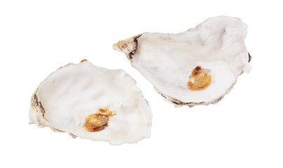 Canvas Print - Oyster shell isolated on white background. Close-up