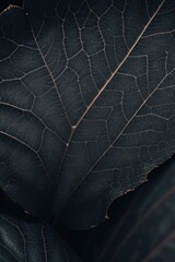 Close-up black leaf texture