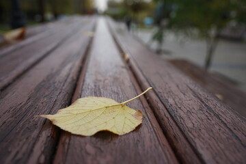 A fallen leaf on a wooden bench. Rainy weather.