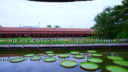 Sticker - 4K video of landscape of Jedlin temple at Chiang Mai Province, Thailand.