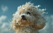 Curly-Haired Toy Poodle.