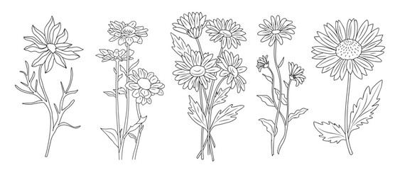 Wall Mural - Set of Daisy, April Birth Month flower line art vector botanical illustrations. Spring Blooms with leaves hand drawn black ink sketches collection. Modern design for logo, tattoo, wall art, packaging.