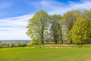 Canvas Print - Lush green trees by a field at spring