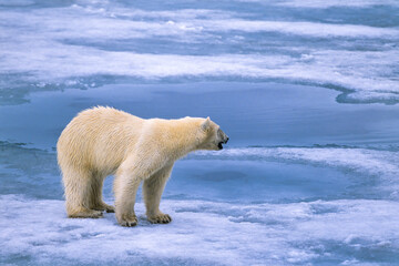 Wall Mural - Polar bear looking away at something