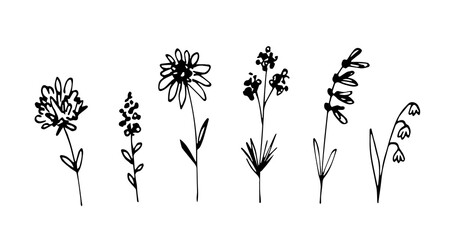 Wall Mural - Simple black outline vector drawing. Wildflowers set. Meadow grasses, stems. Nature, plants.