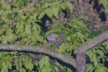 Wall Mural - Bengal slow loris (Nycticebus bengalensis) or northern slow loris at Namdapha National Park, Arunachal Pradesh, India.