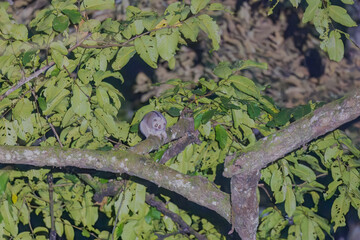 Wall Mural - Bengal slow loris (Nycticebus bengalensis) or northern slow loris at Namdapha National Park, Arunachal Pradesh, India.