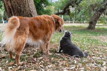 Wall Mural - British shorthair cat and golden retriever together under a tree