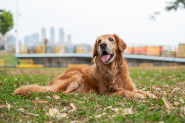 Poster - Golden Retriever lying on grass in park