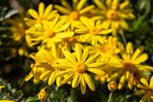 Yellow Daisy Bush, Scientific Name; Euryops Pectinatus