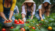 © TONSTOCK - a group of people picking tomatoes