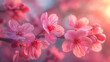 Blooming cherry blossoms or Sakura flower in the spring season.