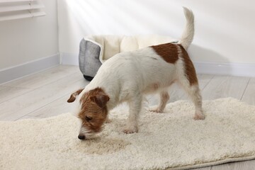 Wall Mural - Cute dog near wet spot on rug indoors