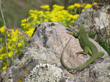 Fototapeta Pokój dzieciecy - Lizard on the rock