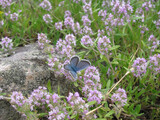 Fototapeta Kosmos - Wild thyme herb and blue butterfly