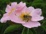 Fototapeta Kosmos - Bee on wild rose