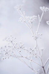 Wall Mural - delicate openwork flowers in the frost. Gently  frosty natural winter background. Beautiful winter morning in the fresh air. Soft focus.
