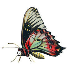 Queen Alexandra's Birdwing Butterfly Isolated On Transparent Background, Png