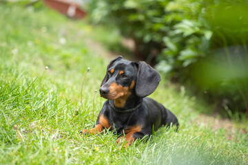 Sticker - A cute dachshund in a  lush spring garden