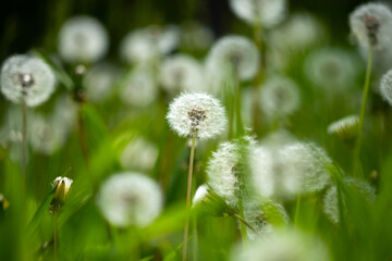 Wall Mural - Amazing field with white dandelions in spring