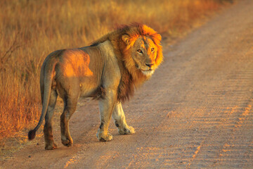 adult male lion standing on gravel road inside kruger national park, south africa. panthera leo in n