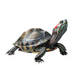 red eared slider isolated on transparent background, png
