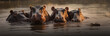 Banner Nilpferde im Wasser, Nilpferde in einem Fluss
