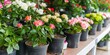 A variety of rose plants in full bloom, housed in black planters at a plant nursery.