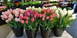 Outdoor plant nursery filled with assorted tulips in black pots, signaling the start of spring.
