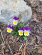 Viola tricolor is blooming in garden at spring. Flowers